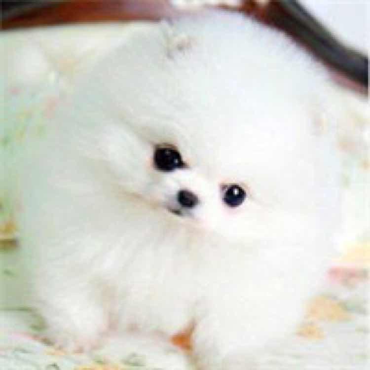 浪漫宠物生活馆