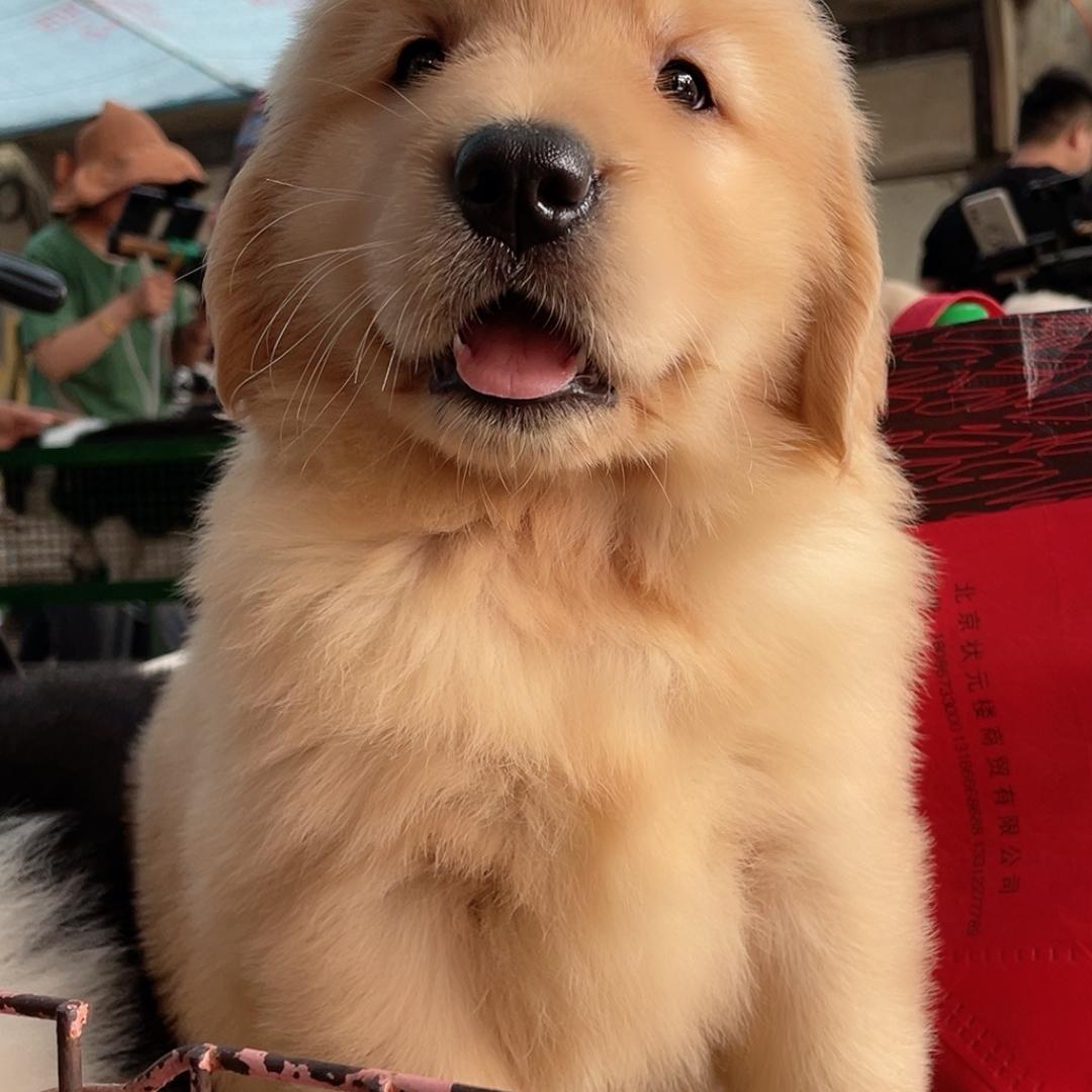 格元犬舍