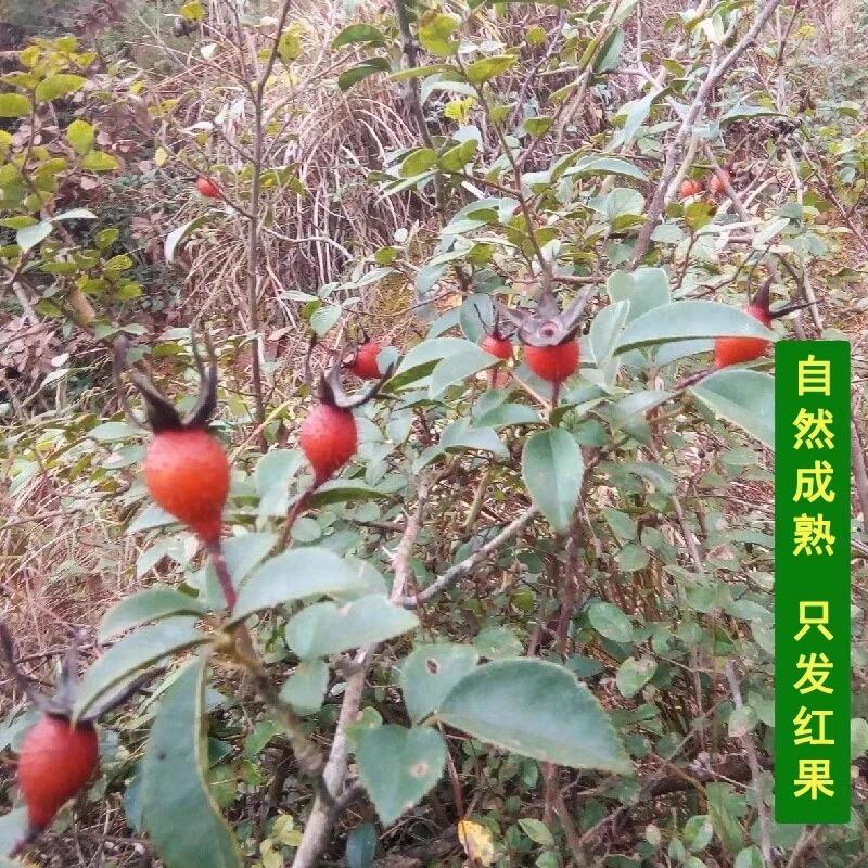 鸿盛源山农百货