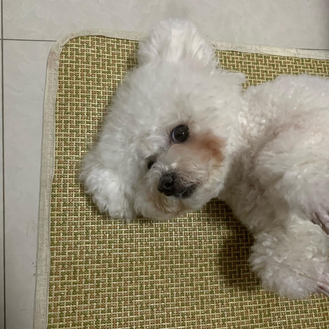狗狗饲养员