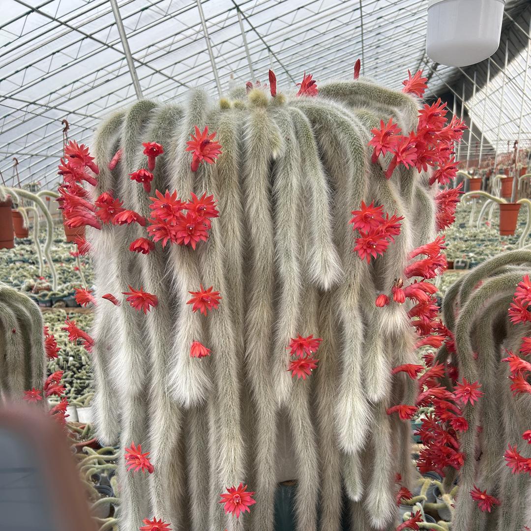 美美的九尾狐种植基地
