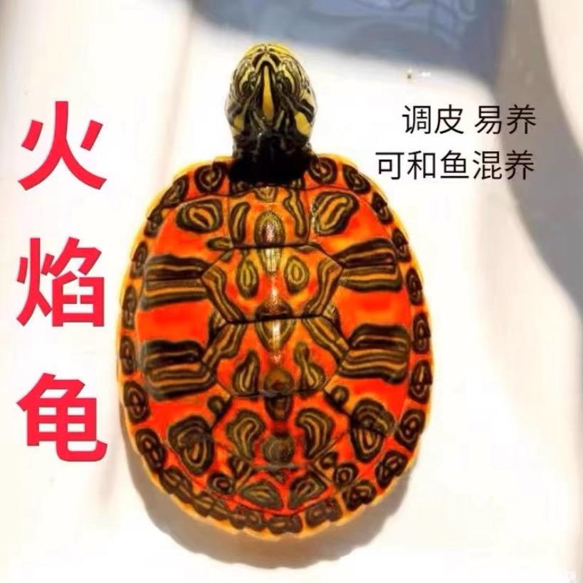 火焰龟之潜力精品