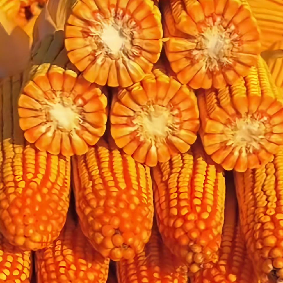 国农种业《左》