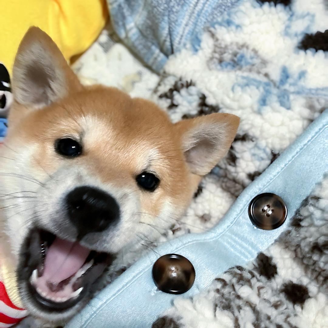 炭炭小猫/•᷅•᷄\୭