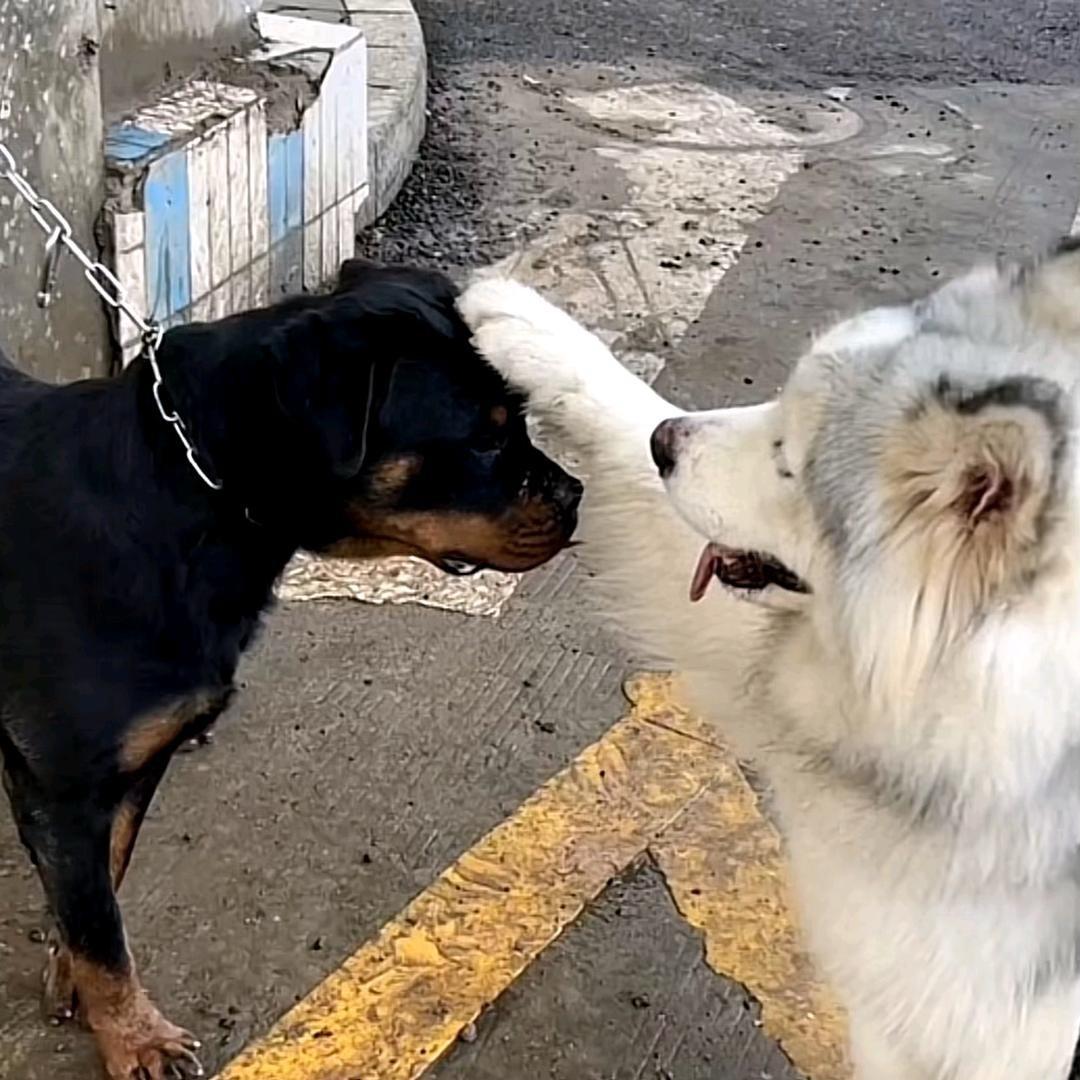 狐狸将军