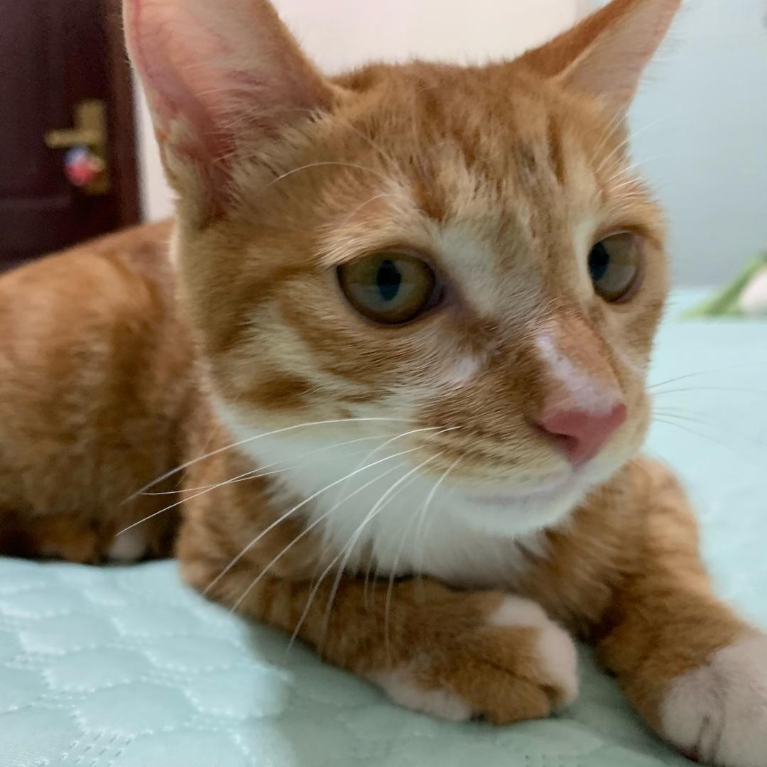AAA猫屎批发罗总_罗孔得