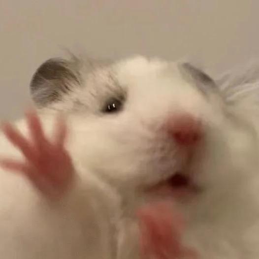 挑食的小汤圆（鼠鼠吖）