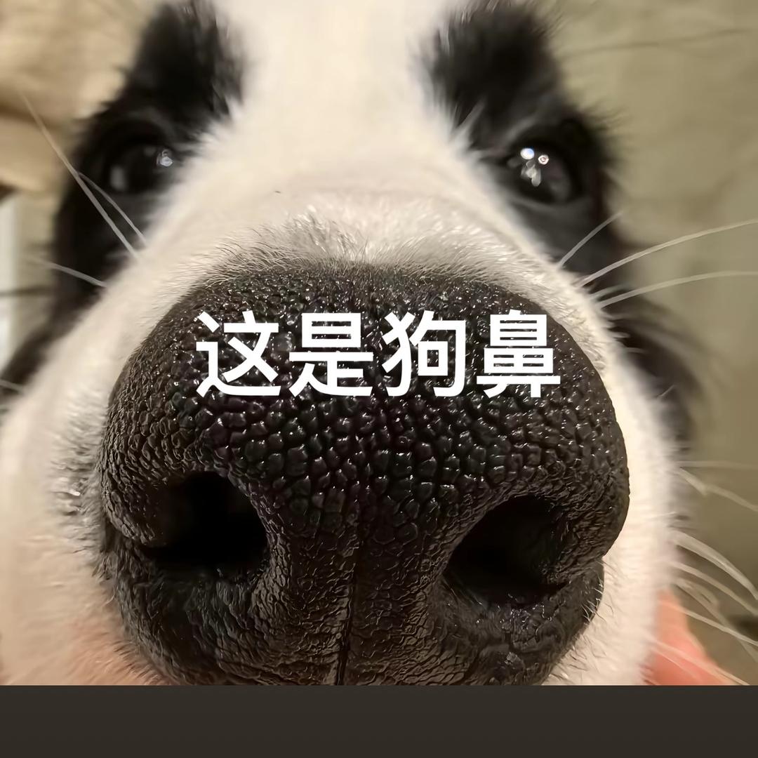 无语不知道起什么名字
