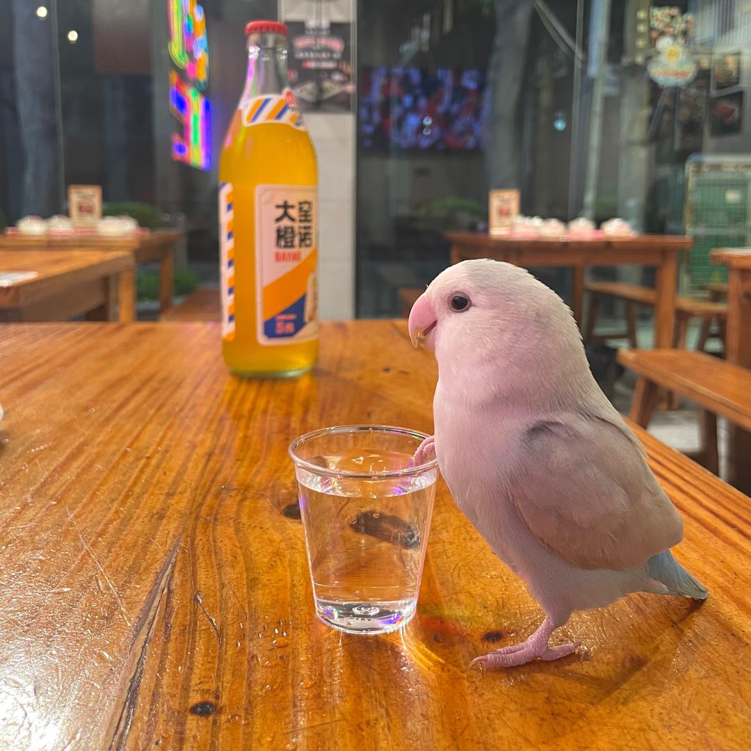 钛合金奥特曼