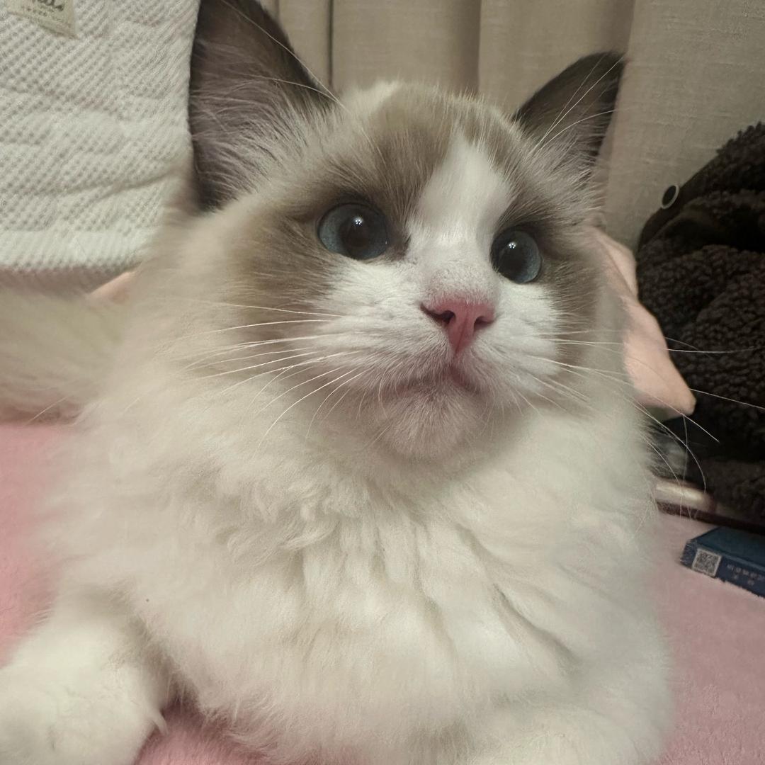 💞ᨏᤨ余ᮭ额໊暴ᮭ张꧀ᩚ࿐