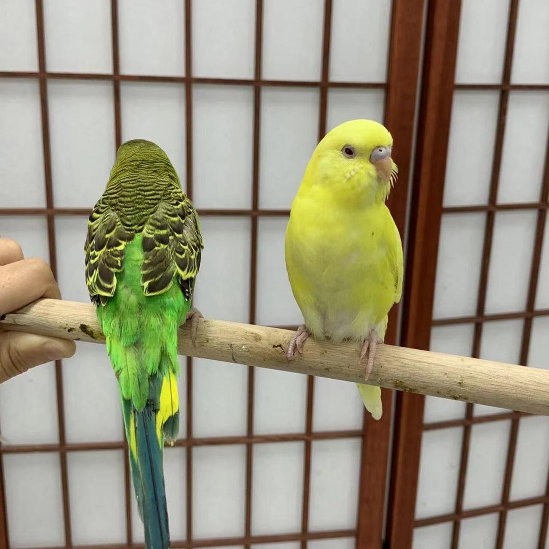 叫我发财鸟