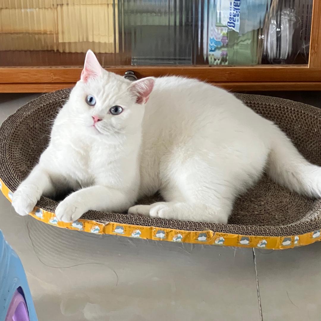 童可