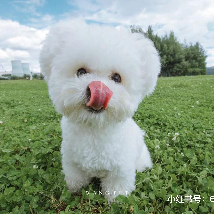 隆昌市暖心宠物