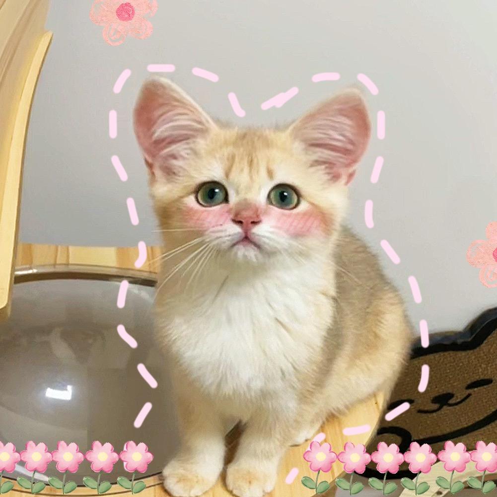 发财是只猫