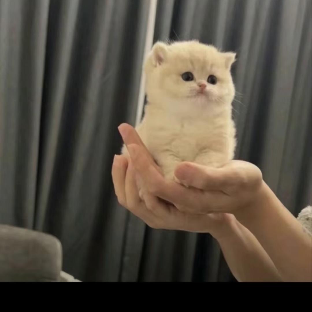 小小椰