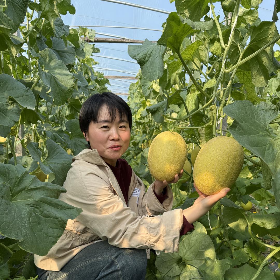 朱有才说甜瓜（寿光）