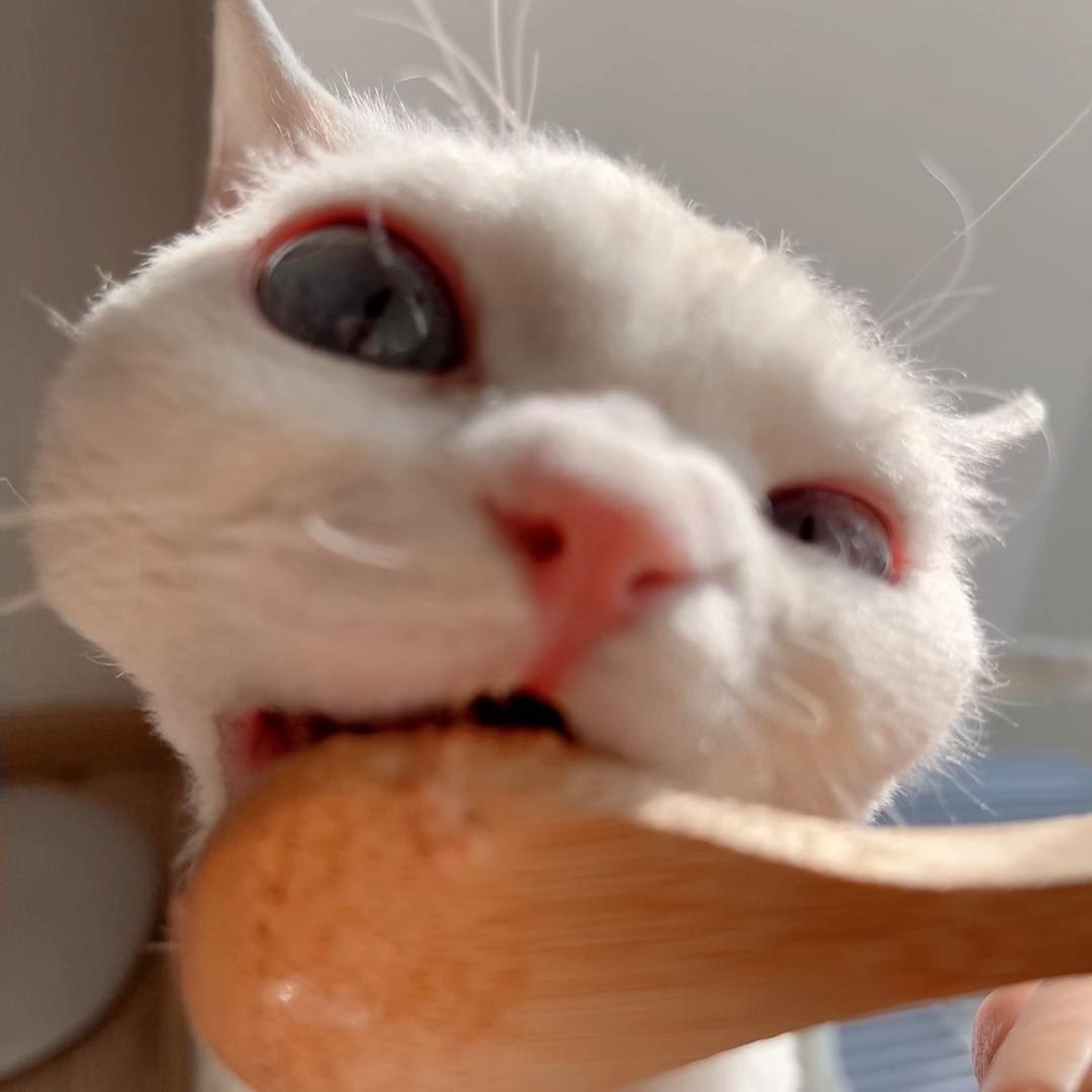 兰宝和他的朋友们