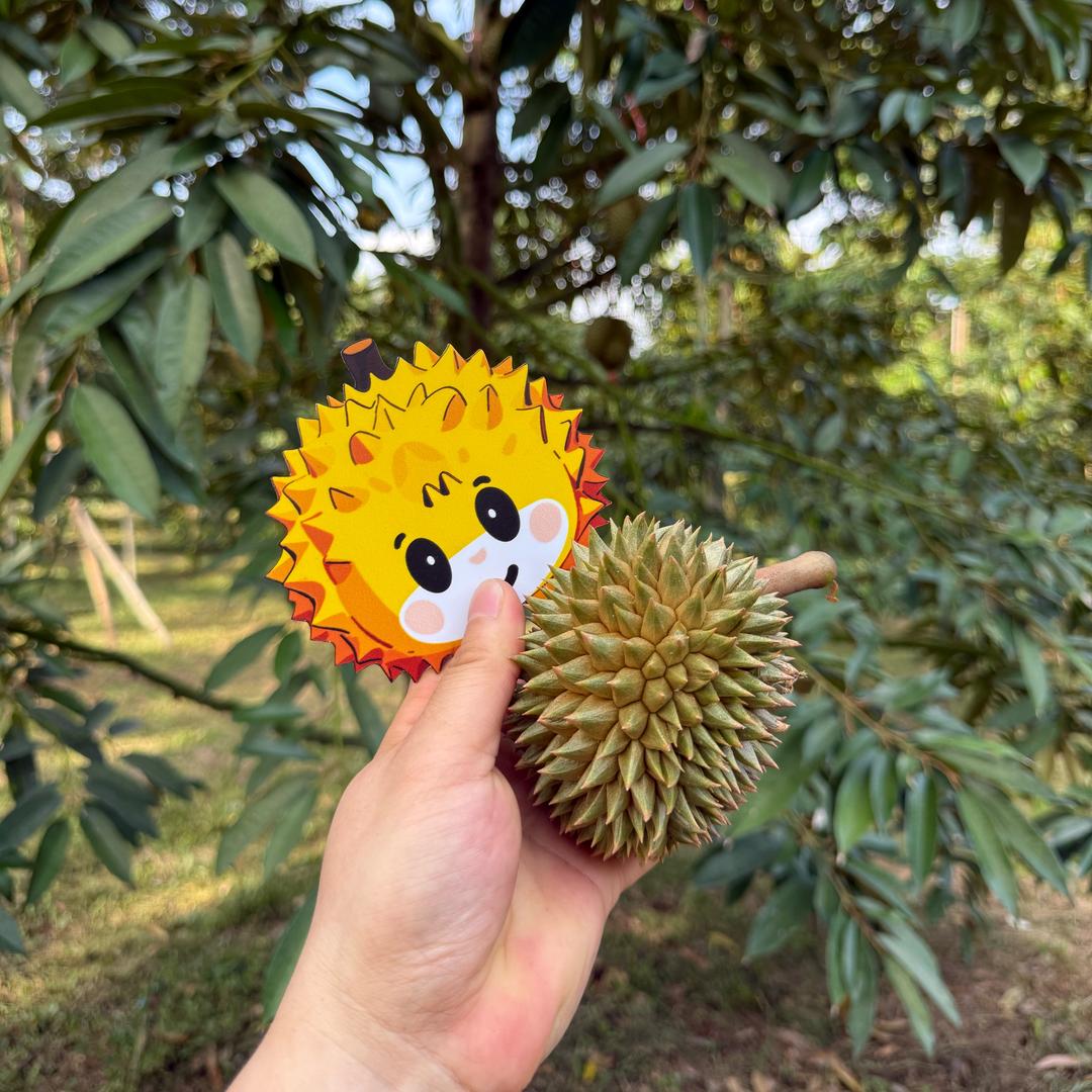 榴莲苗苗小号