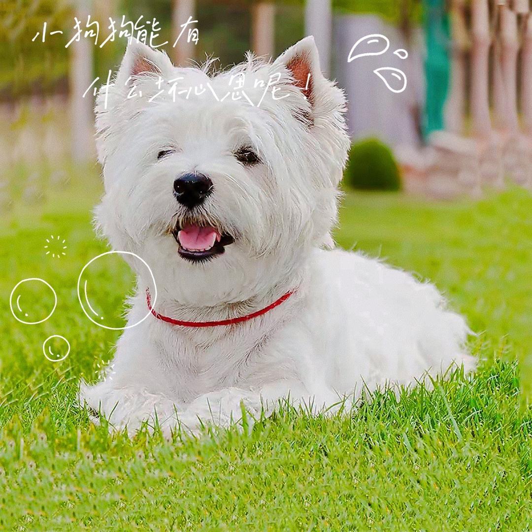 果果家西高地