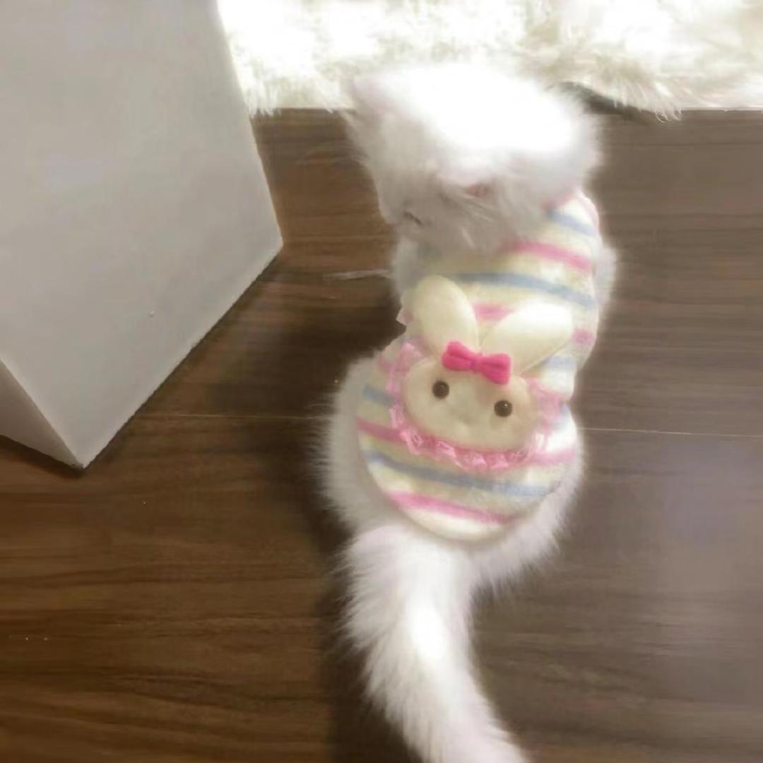 猫爪蛋挞