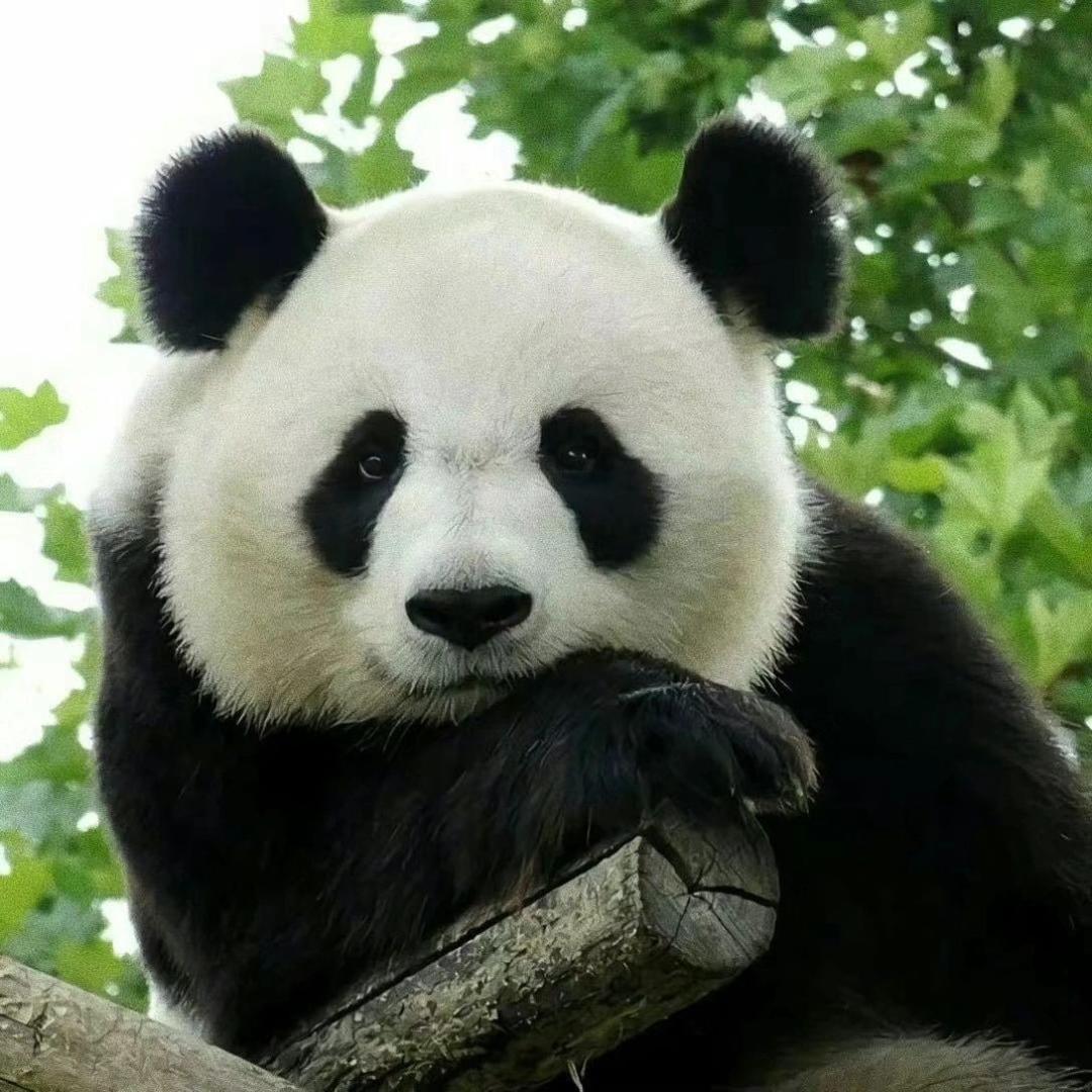 🌈么么儿🐼