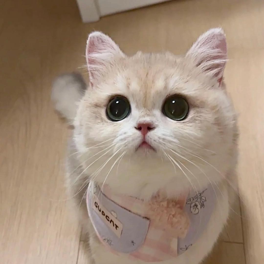 阿亮聊养宠