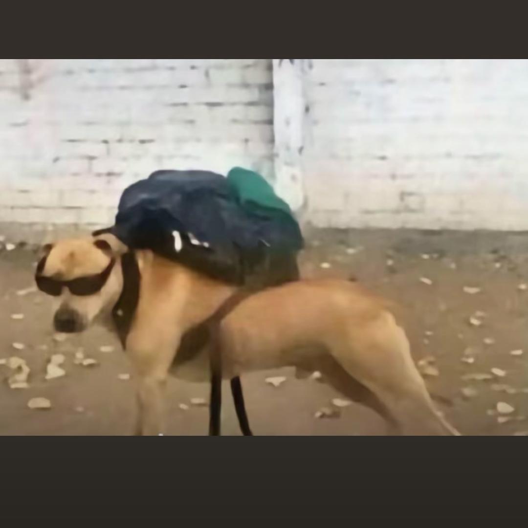 长沙脑残弱智巨婴关爱中心