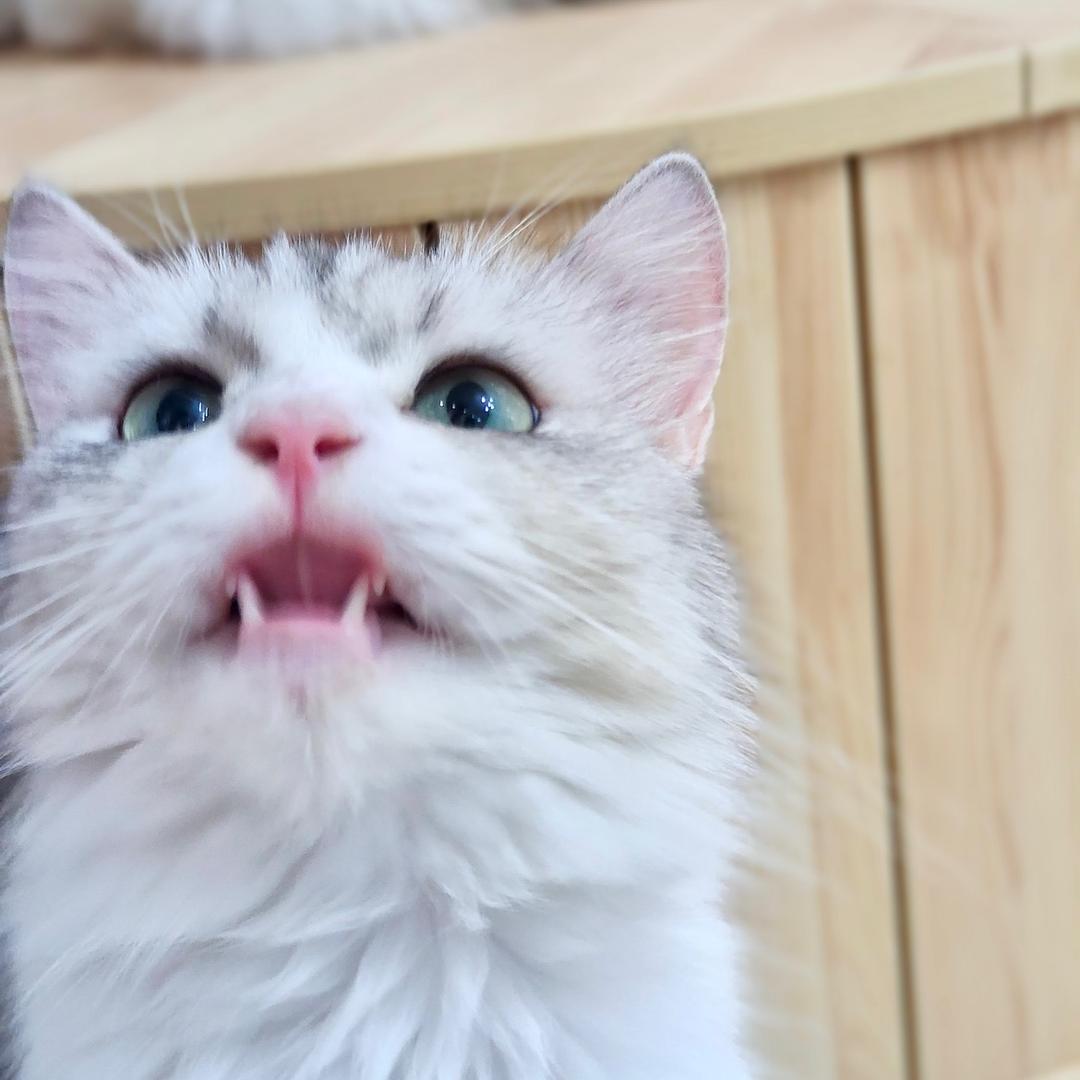 宜昌猫德撸猫学院·缅因猫咖