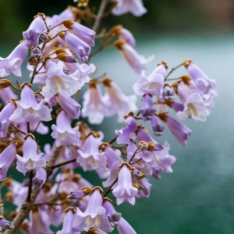 爱吃椰浆面包的梧桐