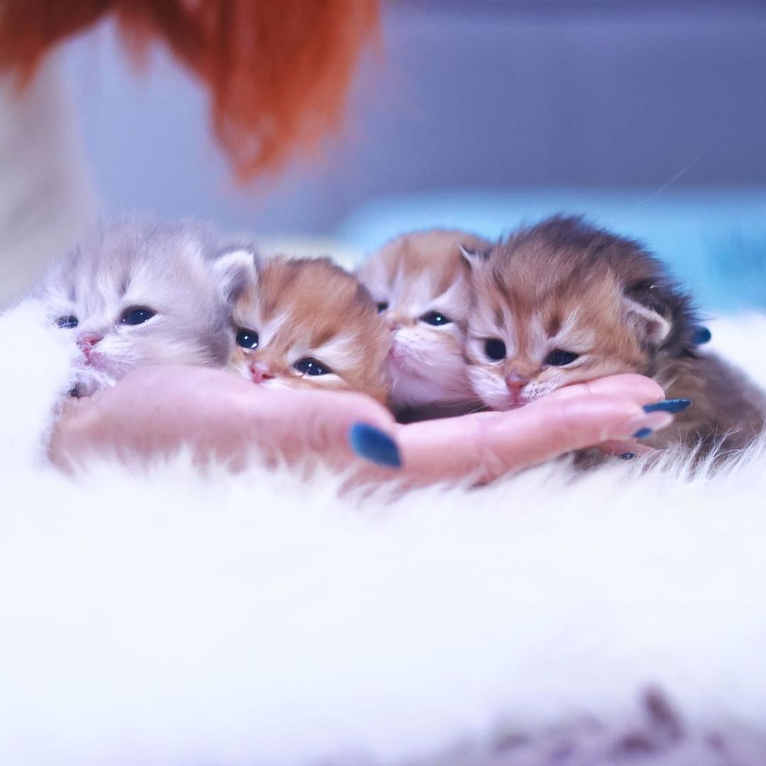 Bobbles金豆子🐱