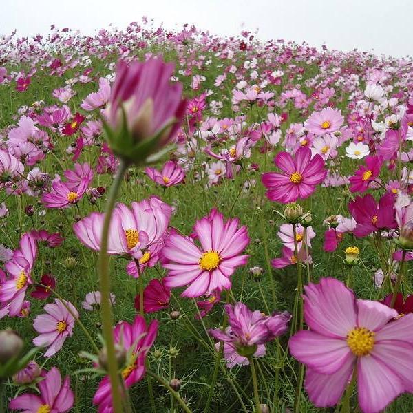草种花籽基地批发直销