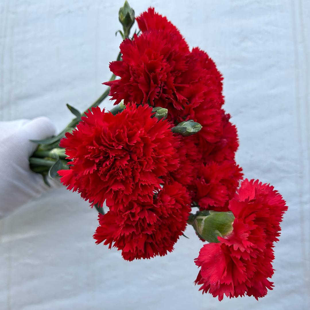 斗南1号馆（鲜花专场）