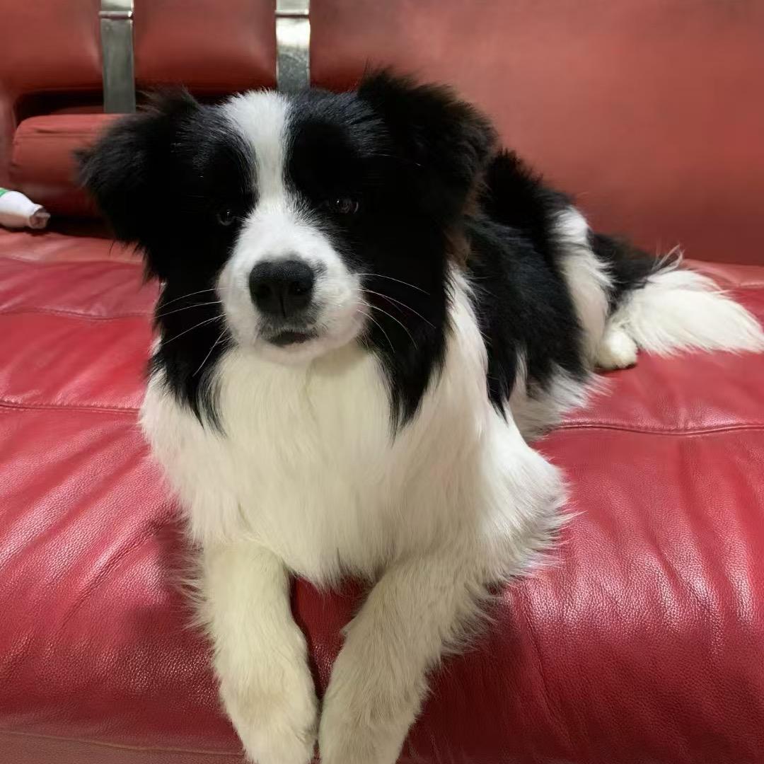 福园边牧犬舍（富哥）