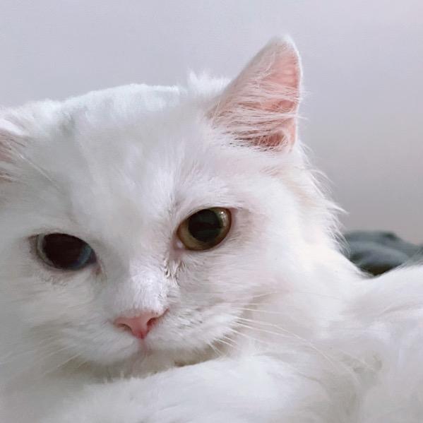 Kun
