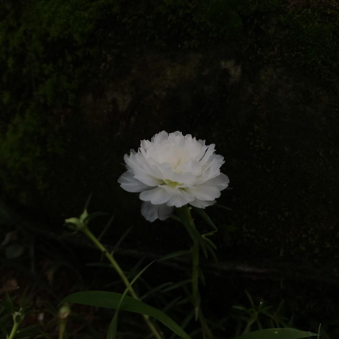 江清月近人