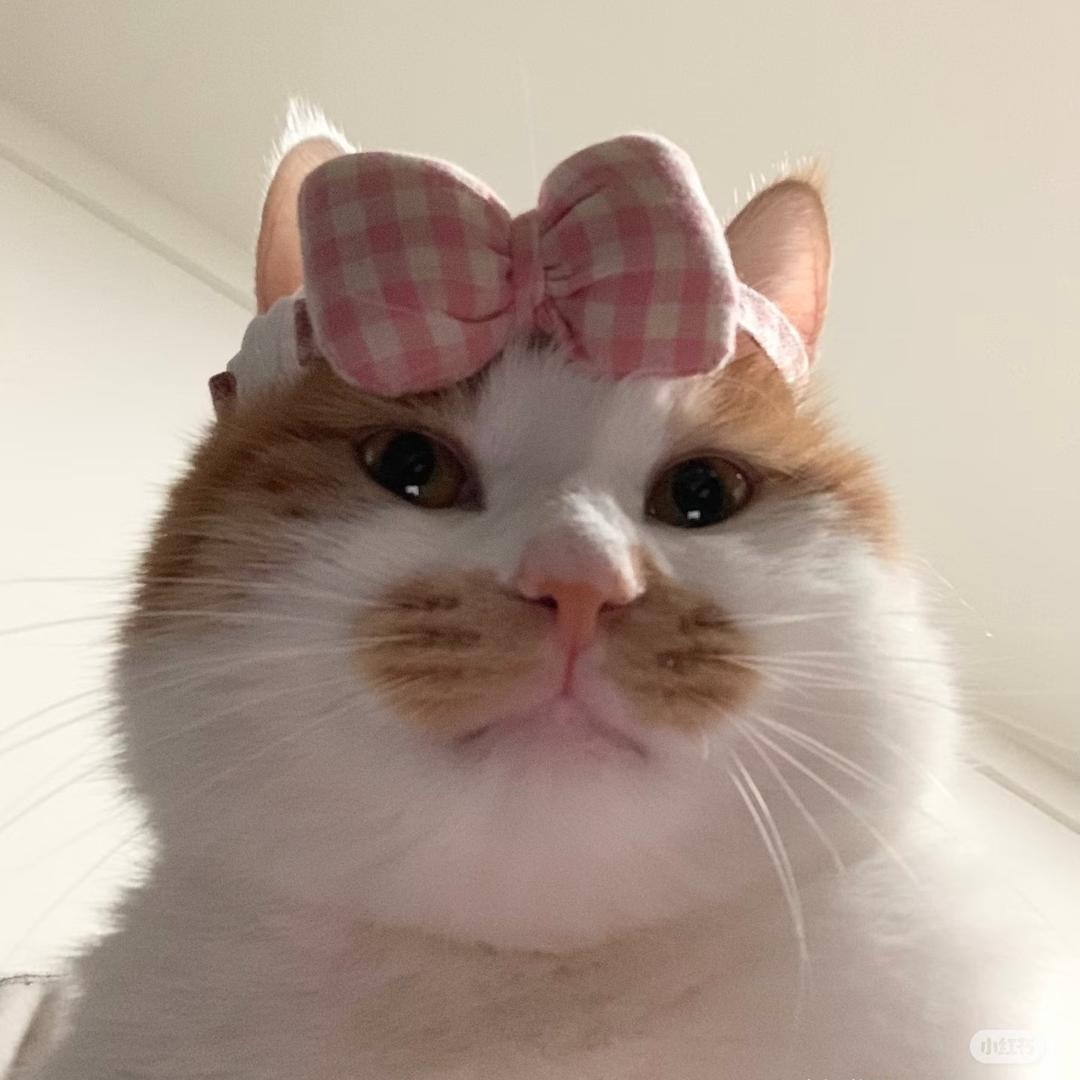 一闪一闪梁晶晶✨