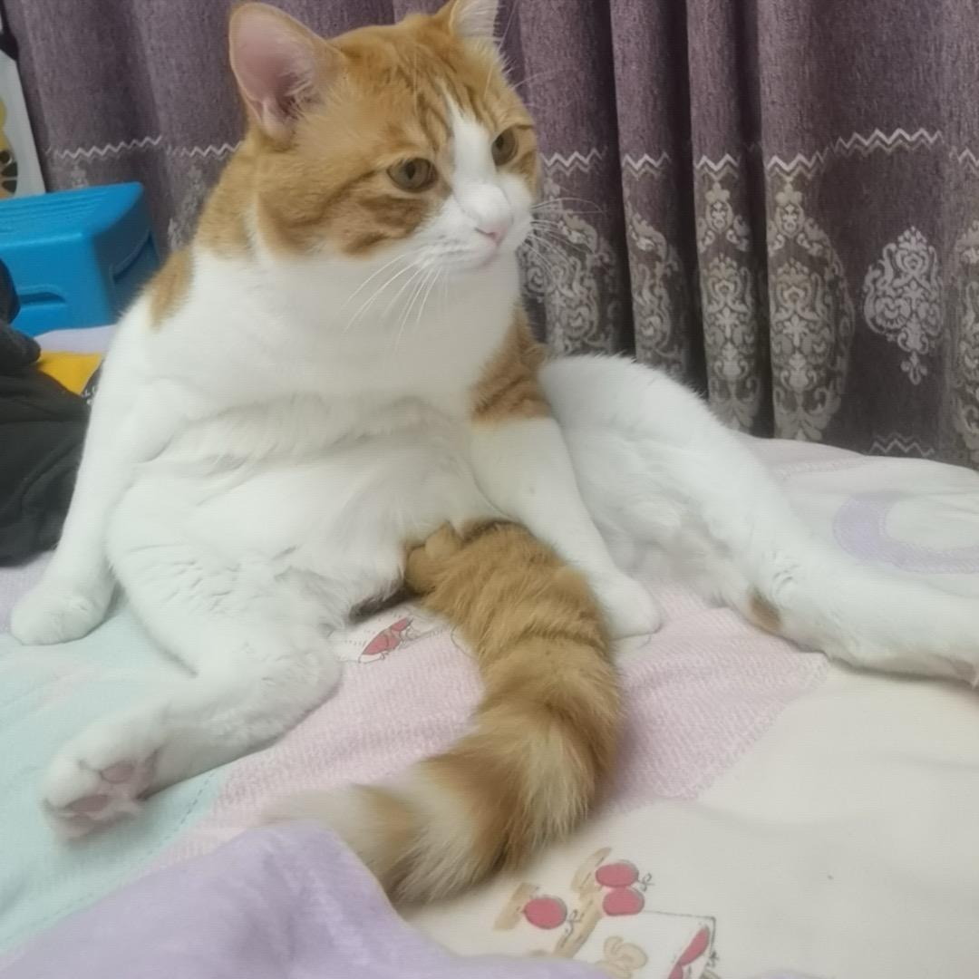 猫咪掌柜帮主