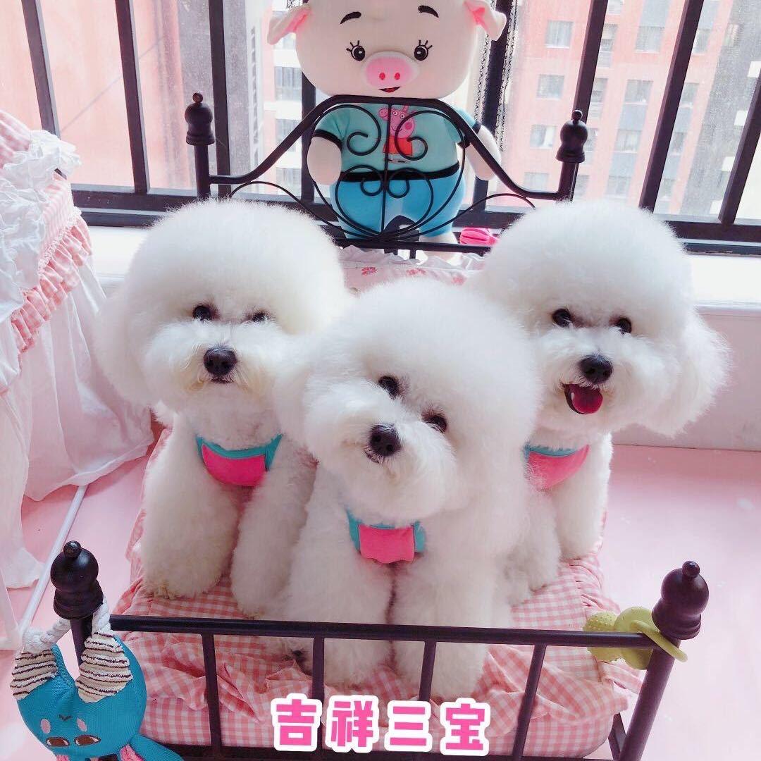 吉祥三宝（熊宝、熊仔、糯米）