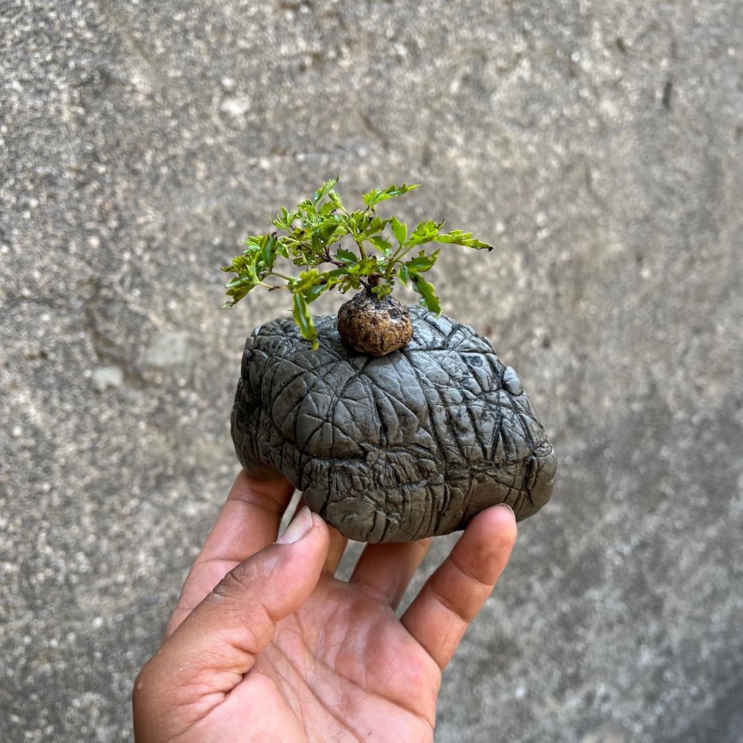 磊磊微盆景