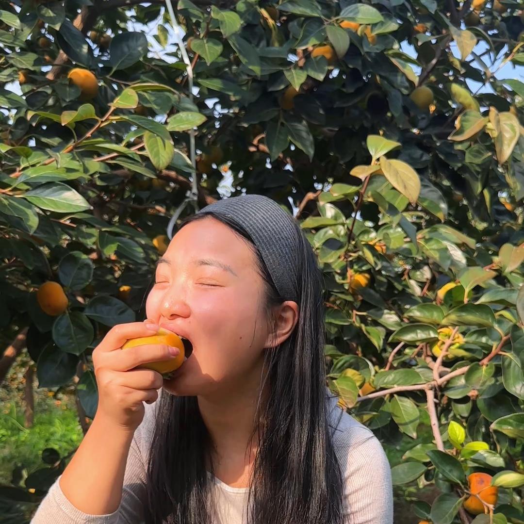 方婆婆鲜果园 阳丰脆柿