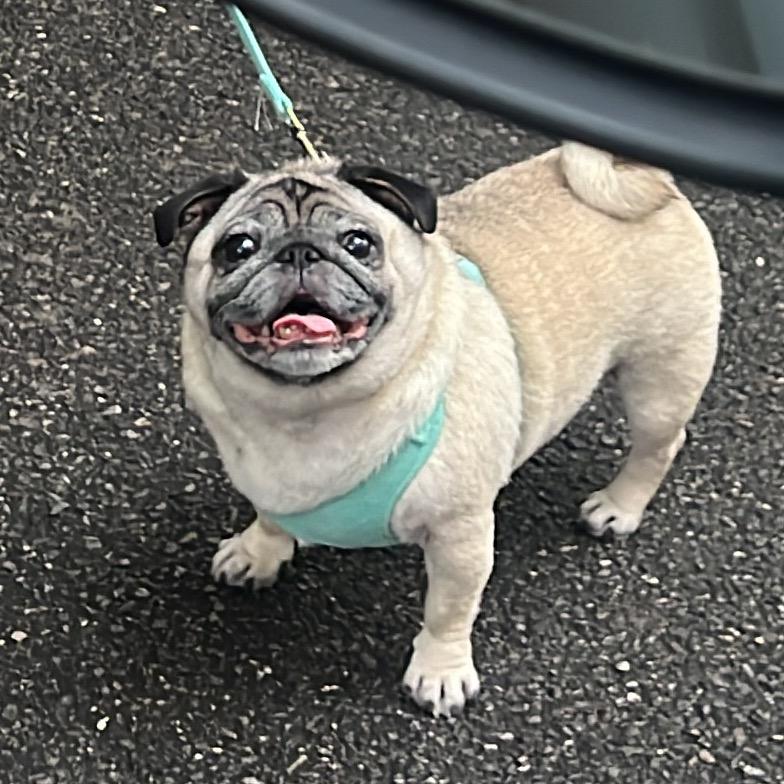 汉堡是只小巴哥