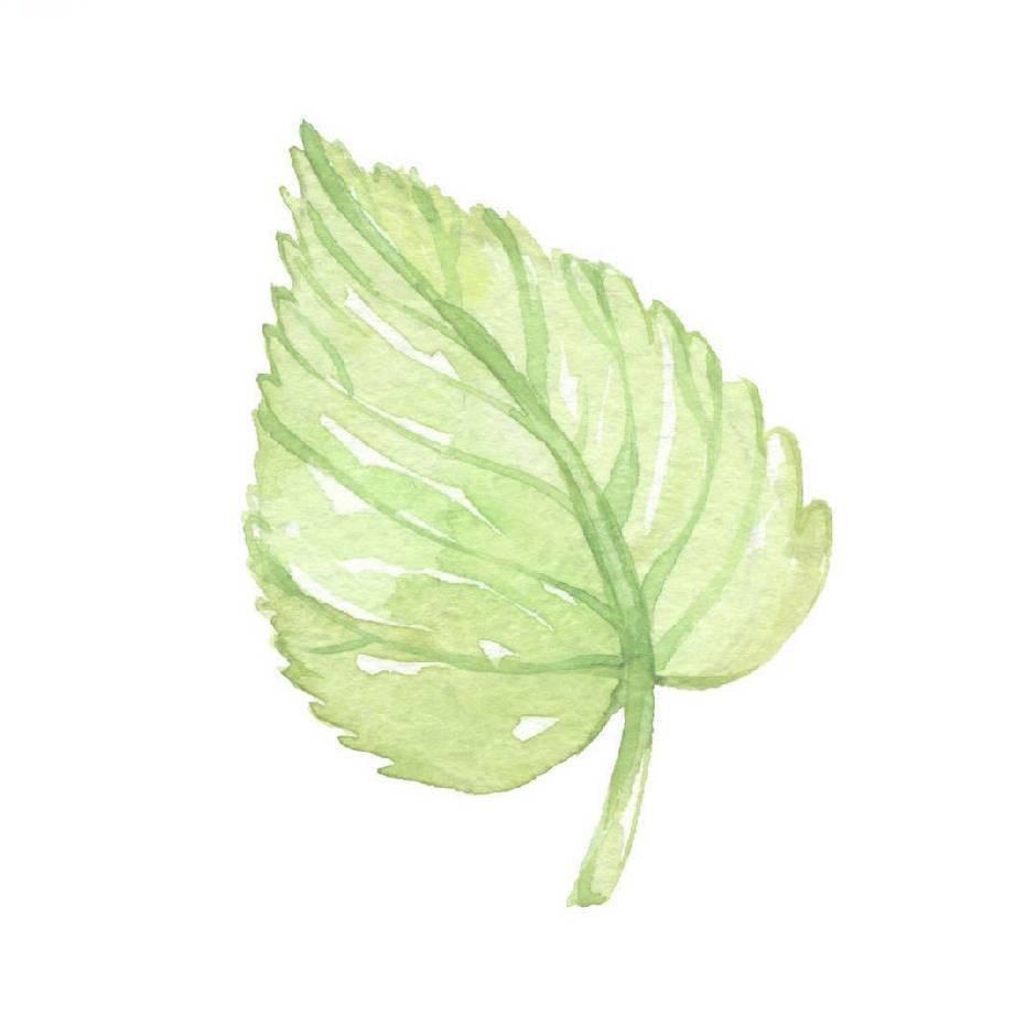 叶子🍃🍃🍃