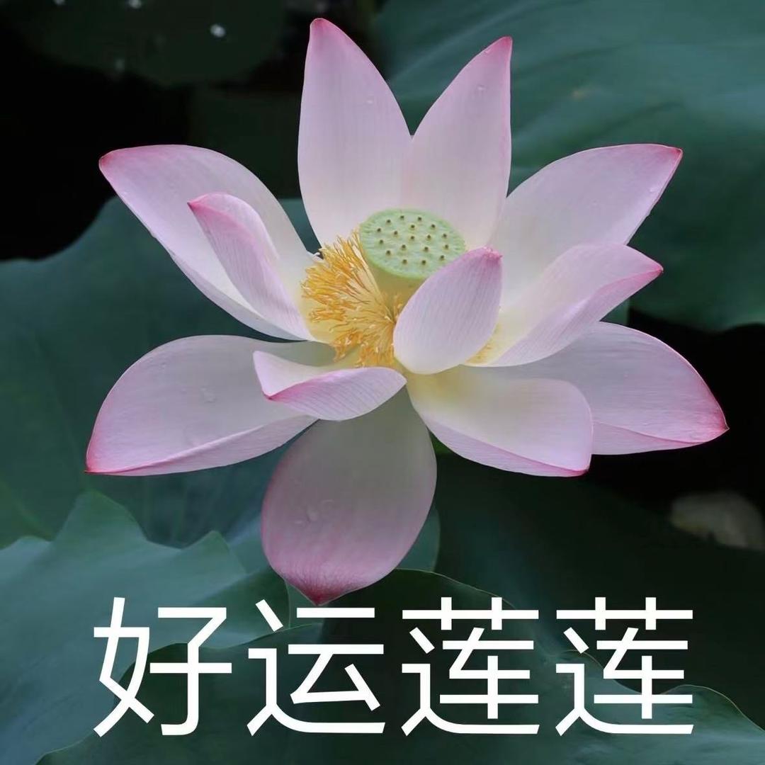 一只小猪
