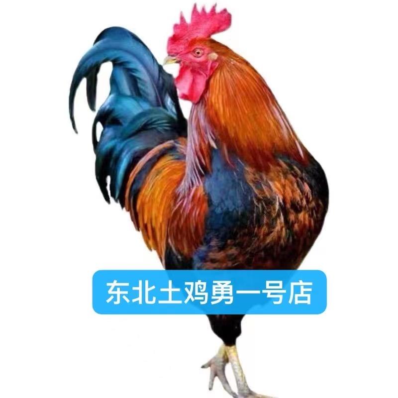 东北土鸡勇一号店