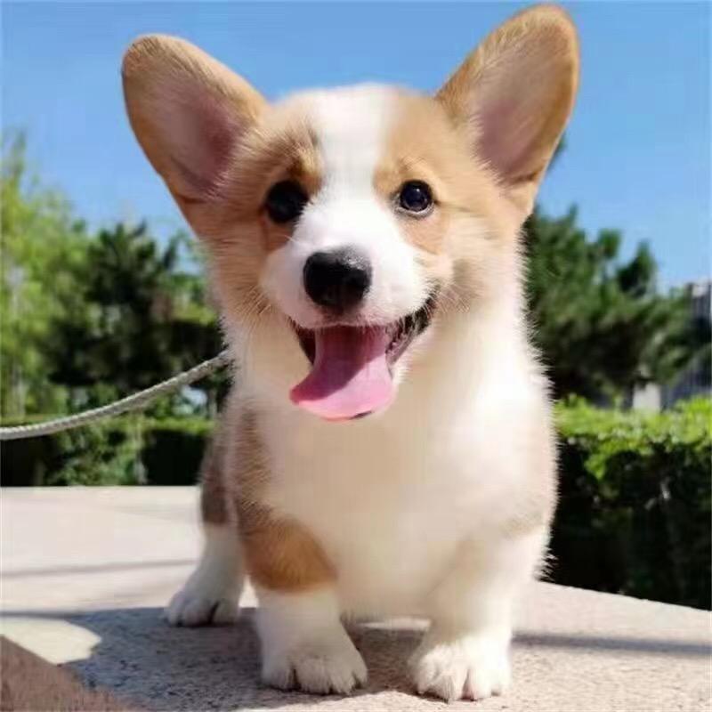 旺之源宠物优选