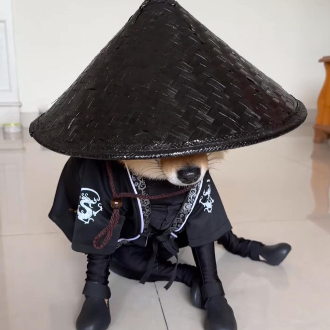 鱼屿鱼崽