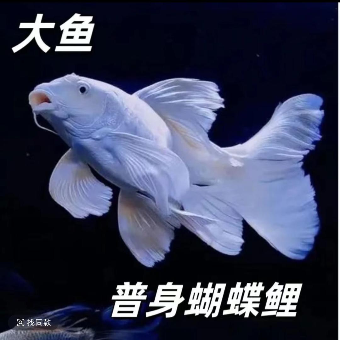 澄海水族精品店