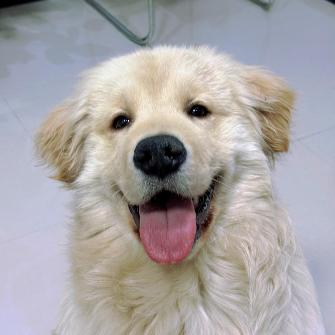 金毛臭臭有点臭