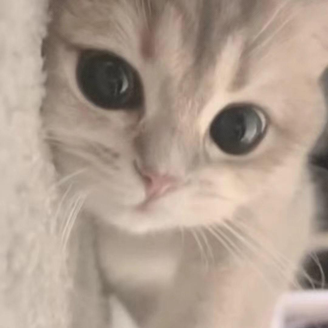 zyy