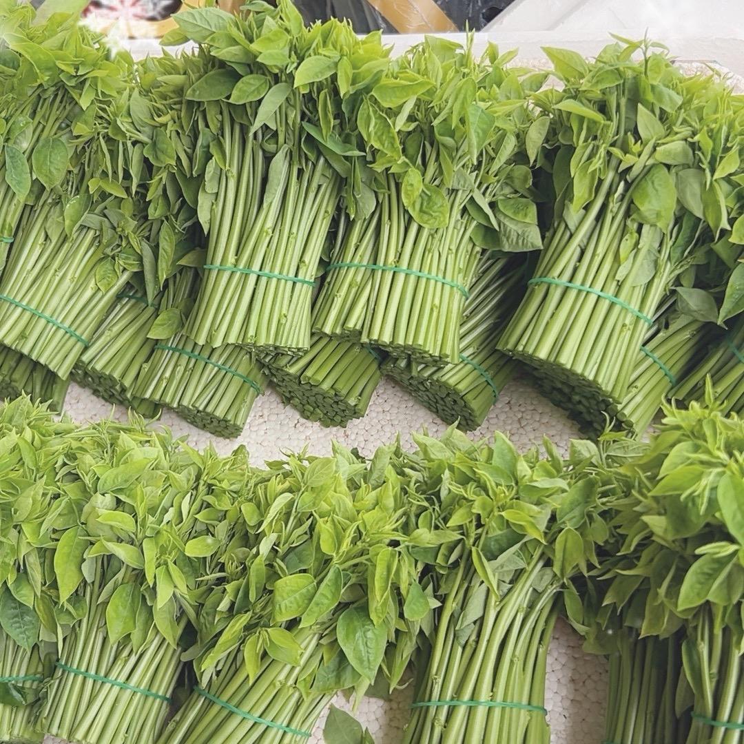 老莫原生态树仔菜种植基地